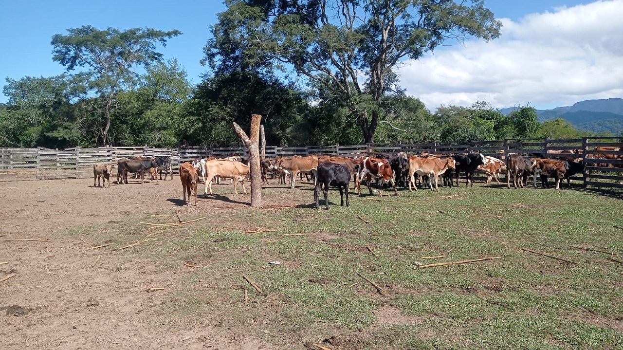 Gobernación entrega vaquillas y chanchos a 83 familias beneficiarias del Prosol en la comunidad de Chiquiacá Sud