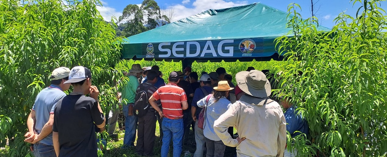 Gobernación de Tarija fortalece el sector agropecuario a través del SEDAG